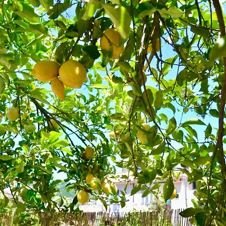 Lemon House Hébergement de vacances *